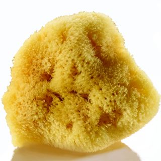 Artists' Sponge