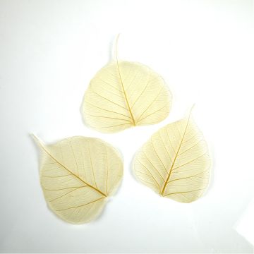 Natural Skeleton Leaves. Pack of 50