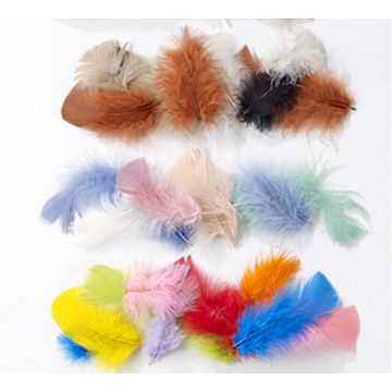 Mixed Feathers