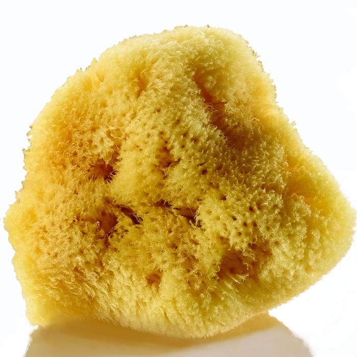 Artists' Sponge