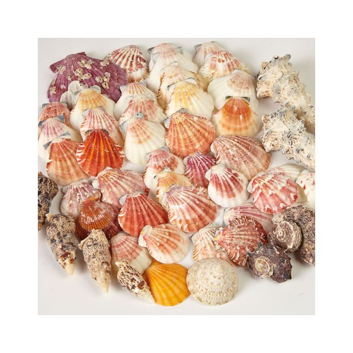 shells shells