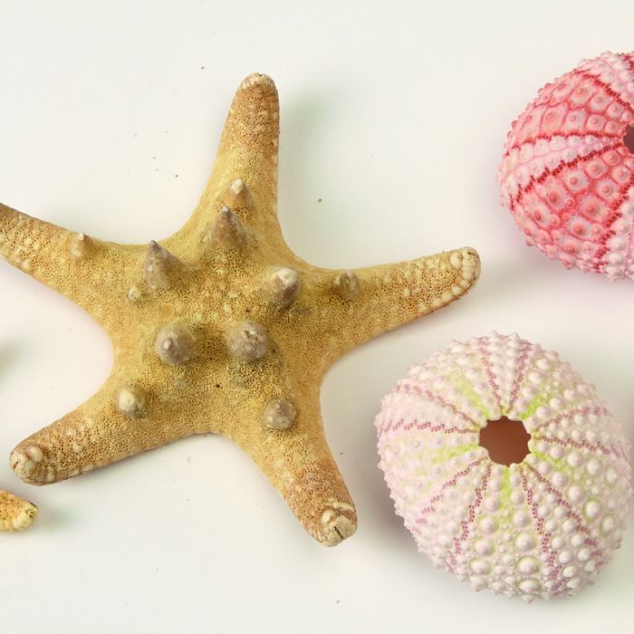 Urchins and Starfish Pack Urchins and Starfish Pack