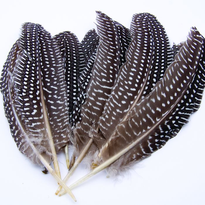 Guinea Hen Feathers Pack Guinea Hen Feathers Pack